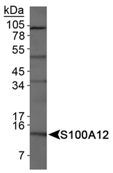 S100A12 Antibody - S100A12 Antibody - Detection of S100A12 in HeLa whole cell extracts.