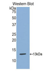 S100A13 Antibody - Western blot of recombinant S100A13.  This image was taken for the unconjugated form of this product. Other forms have not been tested.
