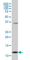S100A13 Antibody - S100A13 monoclonal antibody (M01), clone 3A7 Western Blot analysis of S100A13 expression in MCF-7.