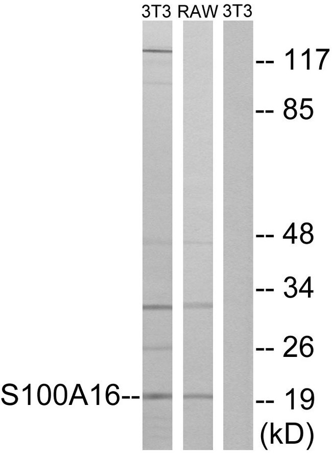 S100A16 Antibody - Western blot analysis of lysates from NIH/3T3 and RAW264.7 cells, using S100A16 Antibody. The lane on the right is blocked with the synthesized peptide.