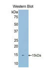 S100A16 Antibody - Western blot of recombinant S100A16.  This image was taken for the unconjugated form of this product. Other forms have not been tested.