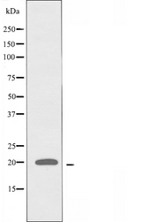 S100A16 Antibody - Western blot analysis of extracts of 3T3 cells using S100A16 antibody.
