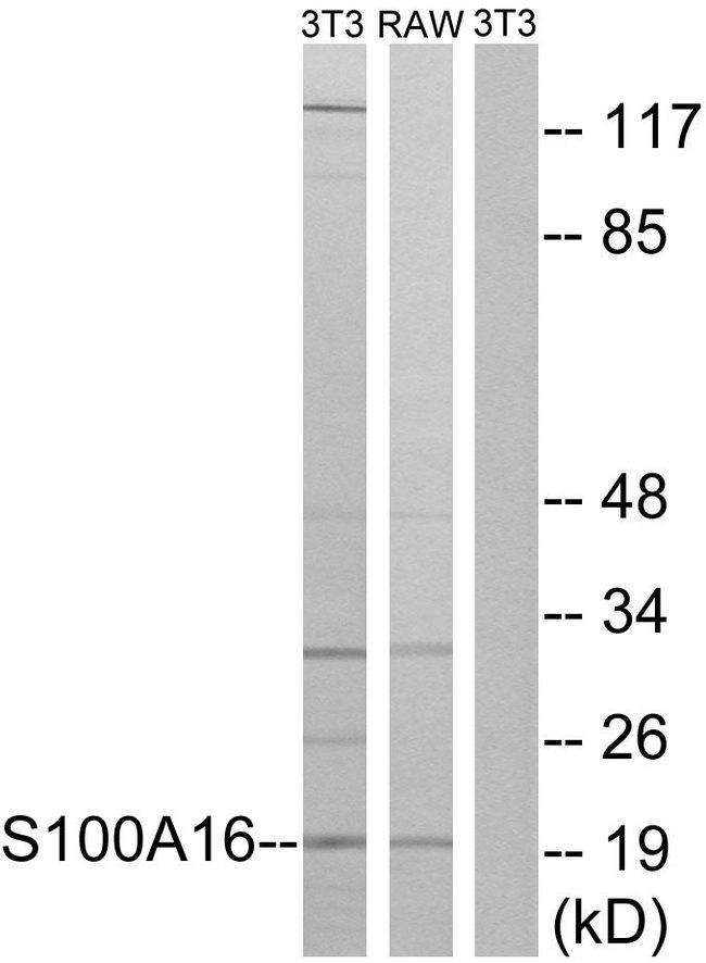 S100A16 Antibody - Western blot analysis of extracts from 3T3 cells and RAW264.7 cells, using S100A16 antibody.