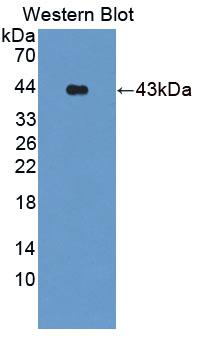 S100A2 Antibody - Western Blot; Sample: Recombinant protein.