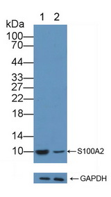 S100A2 Antibody - Knockout Varification: Lane 1: Wild-type BXPC3 cell lysate; Lane 2: S100A2 knockout BXPC3 cell lysate; Predicted MW: 11kd Observed MW: 10kd Primary Ab: 3µg/ml Rabbit Anti-Human S100A2 Antibody Second Ab: 0.2µg/mL HRP-Linked Caprine Anti-Rabbit IgG Polyclonal Antibody