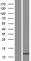 S100A2 Protein - Western validation with an anti-DDK antibody * L: Control HEK293 lysate R: Over-expression lysate
