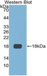 S100A3 / S100E Antibody - Western blot of recombinant S100A3 / S100E.