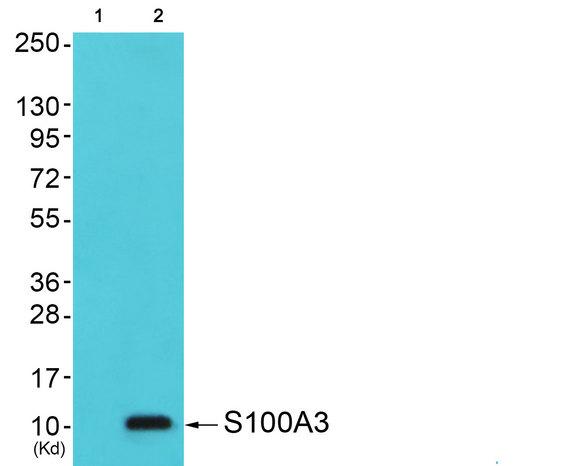 S100A3 / S100E Antibody - Western blot analysis of extracts from NIH/3T3 cells, using S100A3 antibody.