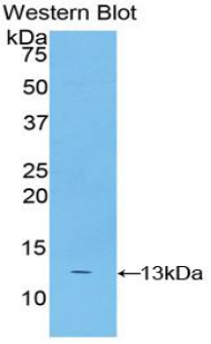 S100A4 / FSP1 Antibody - Western blot of recombinant S100A4 / FSP1.  This image was taken for the unconjugated form of this product. Other forms have not been tested.