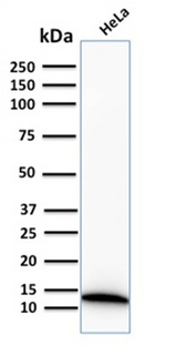 S100A4 / FSP1 Antibody - Western Blot Analysis of human HeLa Cell lysate using S100A4 Recombinant Rabbit Monoclonal Antibody (S100A4/2750R).