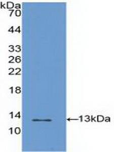S100A4 / FSP1 Antibody