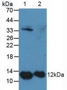 S100A4 / FSP1 Antibody