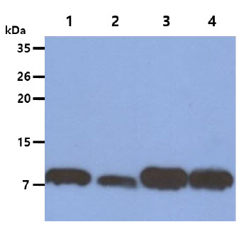 S100A4 / FSP1 Antibody - The Cell lysates (40ug) were resolved by SDS-PAGE, transferred to PVDF membrane and probed with anti-human S100A4 antibody (1:1000). Proteins were visualized using a goat anti-mouse secondary antibody conjugated to HRP and an ECL detection system. Lane 1. : HeLa cell lysate Lane 2. : A549 cell lysate Lane 3. : NIH/3T3 cell lysate Lane 4. : 3T3-L1 cell lysate