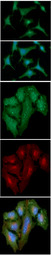 S100A4 / FSP1 Antibody - ICC/IF analysis of S100A4 in A549 cells line, stained with DAPI (Blue) for nucleus staining and monoclonal anti-human S100A4 antibody (1:100) with goat anti-mouse IgG-Alexa fluor 488 conjugate (Green).ICC/IF analysis of S100A4 in HeLa cells line, stained with DAPI (Blue) for nucleus staining, Wheat germ agglutinin (WGA) with fluorescein conjugate (Red) for plasma membrane staining and monoclonal anti-human S100A4 antibody (1:500) with goat anti-mouse IgG-Alexa fluor 488 conjugate (Green).