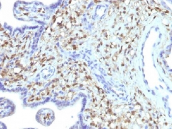S100A4 / FSP1 Antibody - IHC testing of FFPE human placenta with FSP1 antibody (clone S100A4/1481). Required HIER: steam sections in 10mM citrate buffer, pH 6, for 10-20 min followed by cooling.