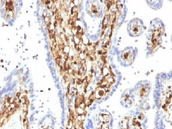 S100A4 / FSP1 Antibody - IHC testing of FFPE human placenta with S100A4 antibody (clone S100A4/1482). Required HIER: steam sections in 10mM citrate buffer, pH 6, for 10-20 min followed by cooling.
