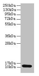 S100A4 / FSP1 Antibody - Western blot All lanes: Protein S100-A4 antibody at 2µg/ml + A549 whole cell lysate Secondary Goat polyclonal to rabbit IgG at 1/10000 dilution Predicted band size: 12 kDa Observed band size: 12 kDa