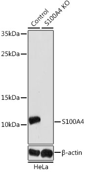 S100A4 / FSP1 Antibody - Western blot analysis of extracts from normal (control) and S100A4 knockout (KO) HeLa cells, using S100A4 antibodyat 1:1000 dilution. The secondary antibody used was an HRP Goat Anti-Rabbit IgG (H+L) at 1:10000 dilution. Lysates were loaded 25ug per lane and 3% nonfat dry milk in TBST was used for blocking. An ECL Kit was used for detection and the exposure time was 180s.