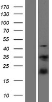 S100A4 / FSP1 Protein - Western validation with an anti-DDK antibody * L: Control HEK293 lysate R: Over-expression lysate
