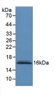 S100A6 / Calcyclin Antibody - Western Blot; Sample: Recombinant S100A6, Human.