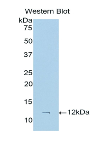 S100A6 / Calcyclin Antibody - Western blot of recombinant S100A6.  This image was taken for the unconjugated form of this product. Other forms have not been tested.