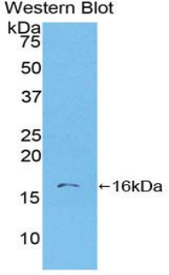 S100A6 / Calcyclin Antibody - Western blot of recombinant S100A6.  This image was taken for the unconjugated form of this product. Other forms have not been tested.