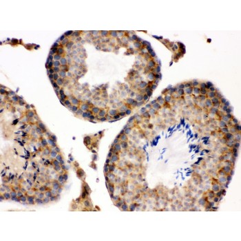 S100A6 / Calcyclin Antibody - S100 alpha 6 antibody IHC-paraffin. IHC(P): Mouse Testis Tissue.