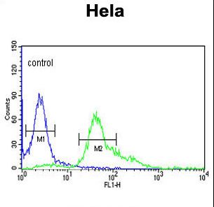 S100A6 / Calcyclin Antibody - S100A6 Antibody flow cytometry of HeLa cells (right histogram) compared to a negative control cell (left histogram). FITC-conjugated goat-anti-rabbit secondary antibodies were used for the analysis.