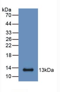 S100A6 / Calcyclin Antibody - Western Blot; Sample: Recombinant S100A6, Mouse.