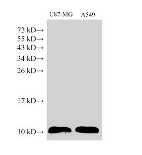 S100A6 / Calcyclin Antibody - Western Blot analysis of U87-MG cells and A549 cells using S100A6 Polyclonal Antibody at dilution of 1:1500.