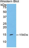 S100A7 / Psoriasin Antibody - Western blot of recombinant S100A7 / Psoriasin.  This image was taken for the unconjugated form of this product. Other forms have not been tested.
