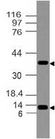 S100A7 / Psoriasin Antibody - Fig-1: Expression analysis of Hid-5. Anti-Hid-5 antibody was tested at 2 µg/ml on BT-474 lysate.