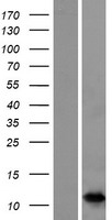 S100A7A / S100A15 Protein - Western validation with an anti-DDK antibody * L: Control HEK293 lysate R: Over-expression lysate