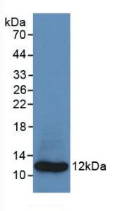 S100A8 / MRP8 Antibody - Western Blot; Sample: Recombinant S100A8, Human.