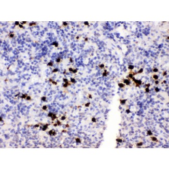 S100A8 / MRP8 Antibody - MRP8 antibody IHC-paraffin. IHC(P): Rat Spleen Tissue.