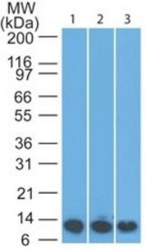 S100A8 / MRP8 Antibody - Western Blot: S100A8 Antibody (63N13G5) - Analysis of S100A8 in 1) recombinant protein 2) mouse spleen and 3) mouse lung lysate using S1008A antibody at 1 ug/ml. goat anti-rat Ig HRP secondary antibody.  This image was taken for the unconjugated form of this product. Other forms have not been tested.