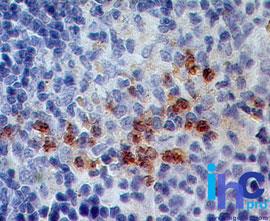 S100A8 / MRP8 Antibody - Immunohistochemistry-Paraffin: S100A8 Antibody (63N13G5) - Formalin-fixed, paraffin-embedded mouse spleen stained with S100A8 antibody (5 ug/ml), peroxidase-conjugate and DAB chromogen.  This image was taken for the unconjugated form of this product. Other forms have not been tested.