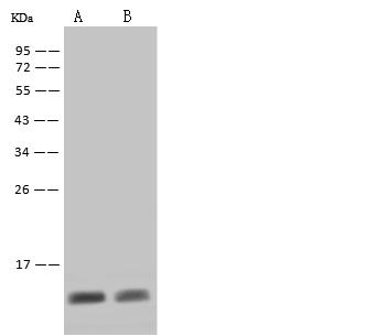 S100A8 / MRP8 Antibody - Anti-S100A8 rabbit monoclonal antibody at 1:500 dilution. Lane A: THP-1 Whole Cell Lysate. Lane B: HL-60 Whole Cell Lysate. Lysates/proteins at 30 ug per lane. Secondary: Goat Anti-Rabbit IgG (H+L)/HRP at 1/10000 dilution. Developed using the ECL technique. Performed under reducing conditions. Predicted band size: 11 kDa. Observed band size: 11 kDa.