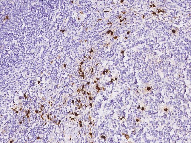 S100A8 / MRP8 Antibody - Immunochemical staining of human S100A8 in human tonsil with rabbit monoclonal antibody at 1:20000 dilution, formalin-fixed paraffin embedded sections.