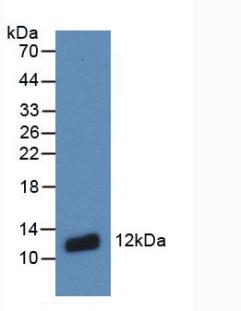 S100A8 / MRP8 Antibody - Western Blot; Sample: Recombinant S100A8, Human.