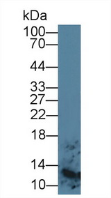 S100A8 / MRP8 Antibody - Western Blot; Sample: Human Lymphocyte lysate; Primary Ab: 5µg/ml Mouse Anti-Human S100A8 Antibody Second Ab: 0.2µg/mL HRP-Linked Caprine Anti-Mouse IgG Polyclonal Antibody