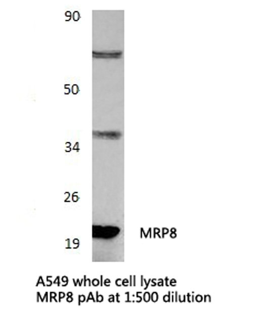 S100A8 / MRP8 Antibody - Western blot of MRP8 pAb in extracts from A549 and Raw264.7 cells.