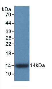 S100A9 / MRP14 Antibody - Western Blot; Sample: Recombinant S100A9, Human.
