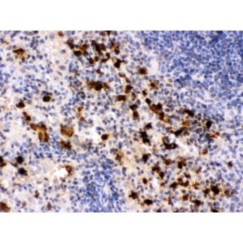 S100A9 / MRP14 Antibody - S100A9 antibody IHC-paraffin. IHC(P): Mouse Spleen Tissue.