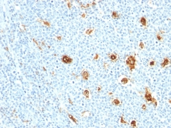S100A9 / MRP14 Antibody - Formalin-fixed, paraffin-embedded human tonsil stained with MRP14 antibody (MRP14/840).  This image was taken for the unmodified form of this product. Other forms have not been tested.