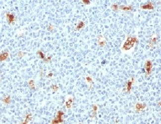S100A9 / MRP14 Antibody - IHC testing of FFPE human tonsil with S100A9 antibody (clone PS1A9-1).  This image was taken for the unmodified form of this product. Other forms have not been tested.