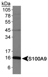 S100A9 / MRP14 Antibody - S100A9 antibody - Western blot of S100A9 Antibody in DMSO treated HL60 whole cell lysates.
