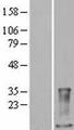 S100A9 / MRP14 Protein - Western validation with an anti-DDK antibody * L: Control HEK293 lysate R: Over-expression lysate