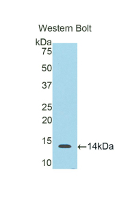 S100B / S100 Beta Antibody - Western blot of recombinant S100B / S100.  This image was taken for the unconjugated form of this product. Other forms have not been tested.