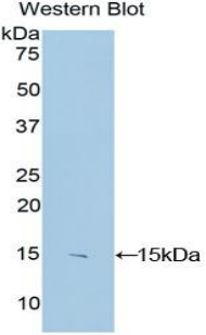 S100B / S100 Beta Antibody - Western blot of recombinant S100B / S100.  This image was taken for the unconjugated form of this product. Other forms have not been tested.